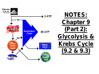 NOTES - Ch 9 part 2_NEW_slideshow.pdf
